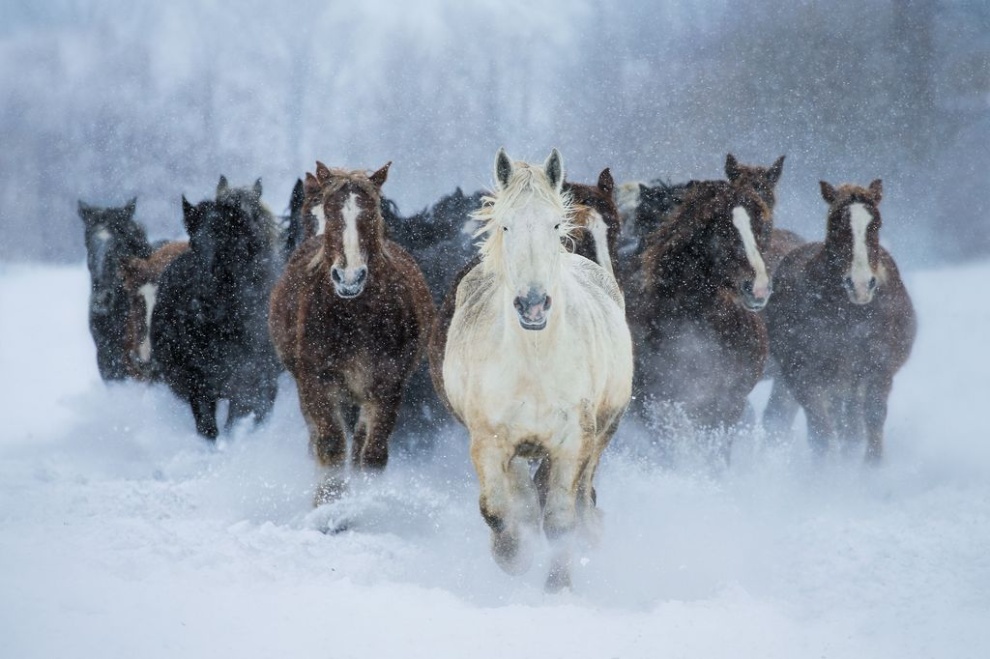 DES CHEVAUX ET DU VENT